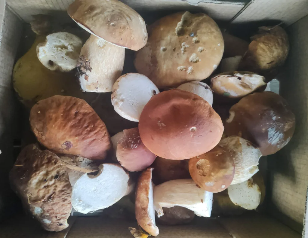 where to find porcini mushrooms
