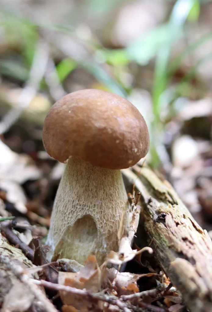 baby porcini mushroom