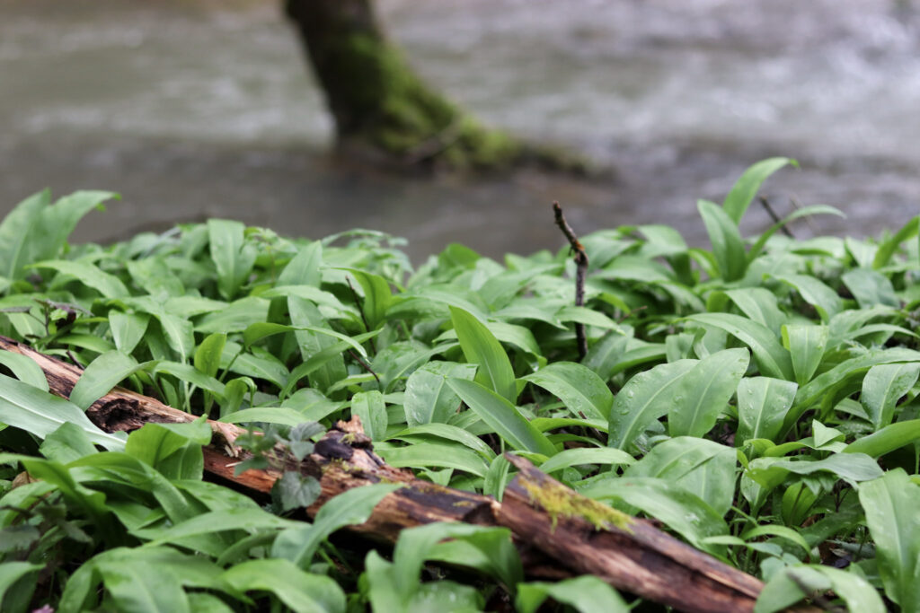 wild garlic (allium ursinum) growing in april on a damp river bank 