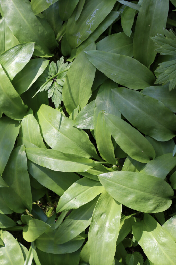 image showing how do wild garlic leaves look from close to avoid foraging other plants