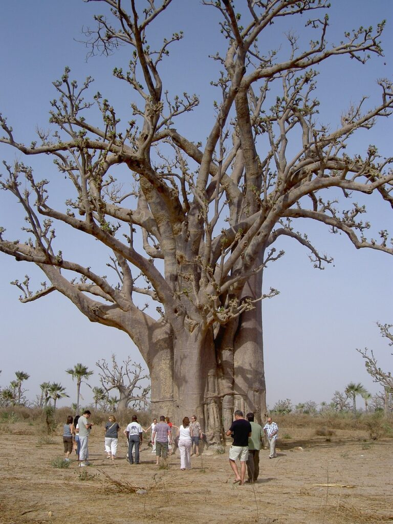 image of a huge baobab tree in Senegal with people beneath it